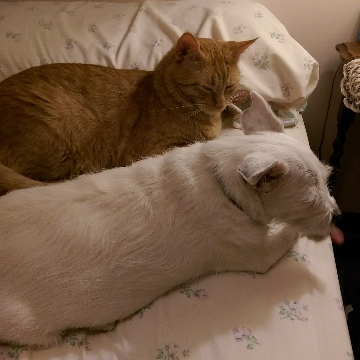 Lucy on the bed with Hansel cat